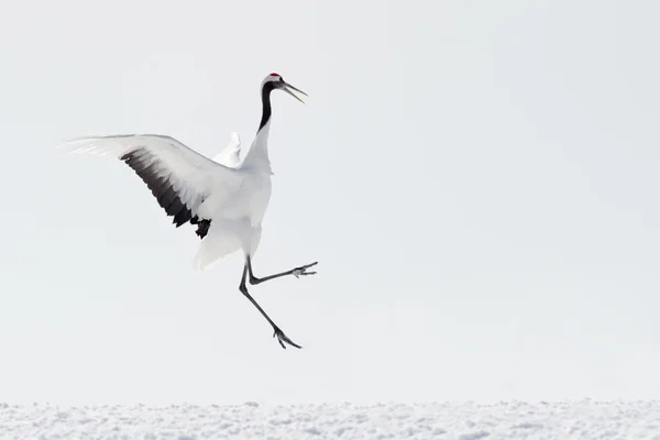 Red-Crowned Crane — Stock Photo, Image
