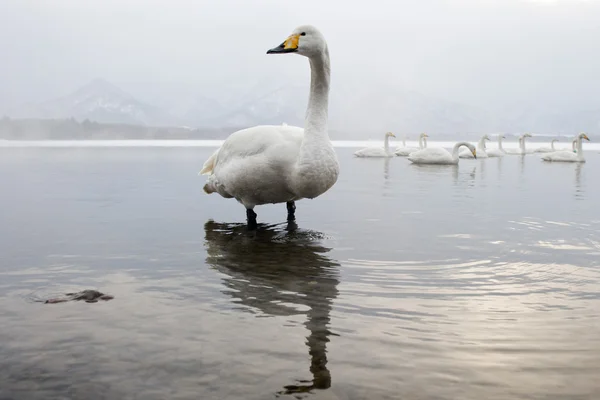 Оперный лебедь — стоковое фото