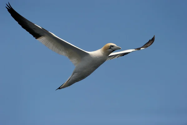 stock image Gannet