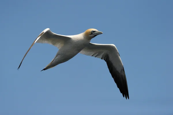 Gannet — Stok fotoğraf