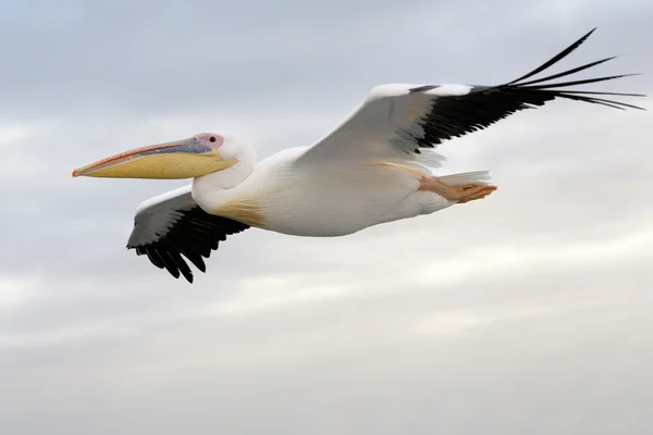 Büyük beyaz Pelikan — Stok fotoğraf