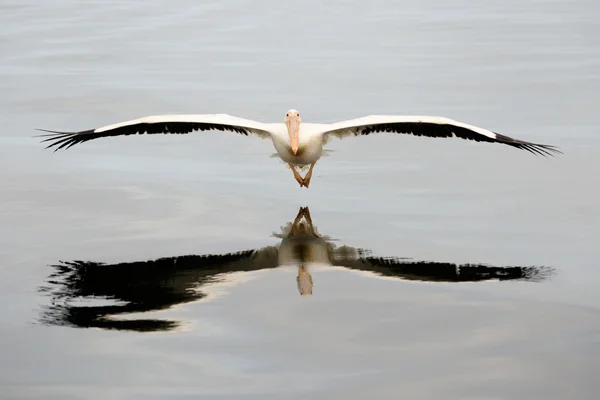 Wielki biały pelikan — Zdjęcie stockowe