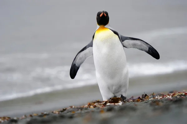 Kral penguen — Stok fotoğraf