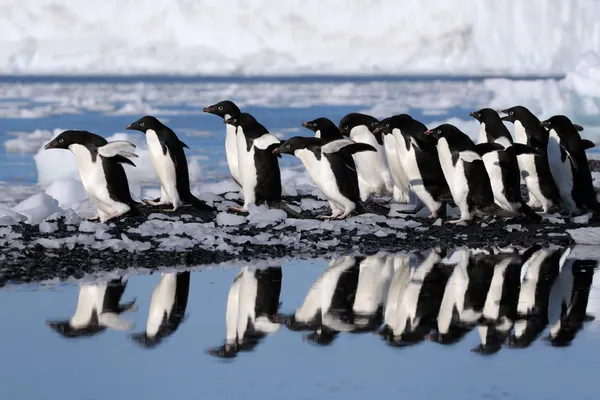 Пингвин, Адели — стоковое фото