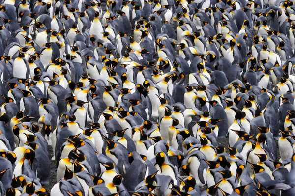 王ペンギン ロイヤリティフリーのストック写真