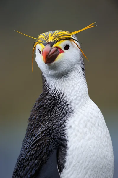 Royal Penguin Royalty Free Stock Images