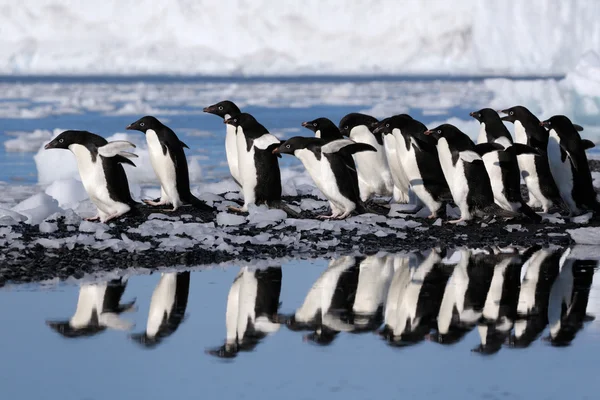 Adelie Penguin Stock Picture