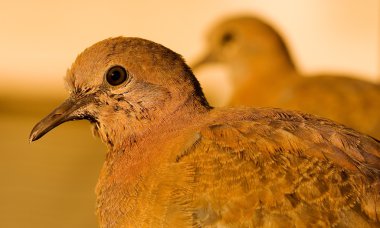 gülen kumru streptopelia senegalensis