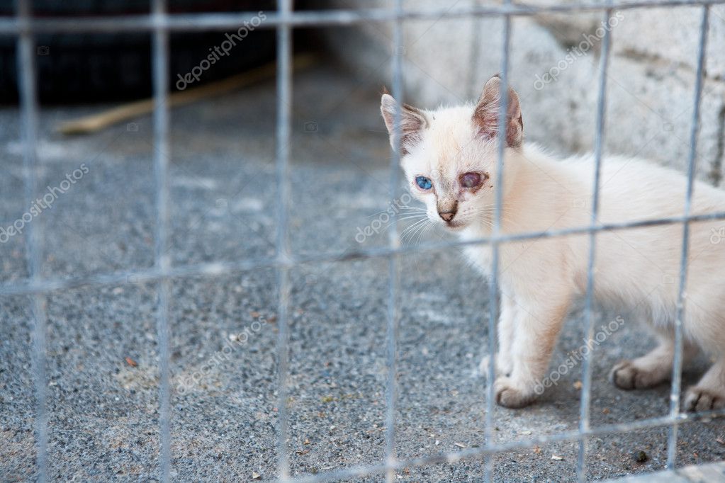 Hasta sokak feral kedi Stok fotoğrafçılık ©listercz Telifsiz resim