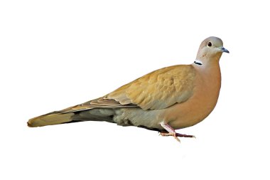Eurasian Collared Dove clipart