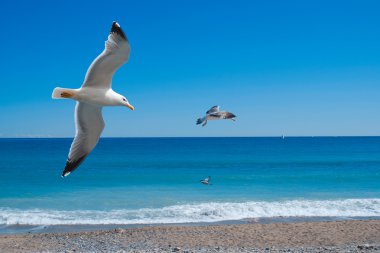 Seagulls clipart