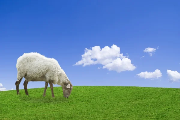 Pastwiska — Zdjęcie stockowe
