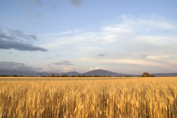 stock image Agriculture