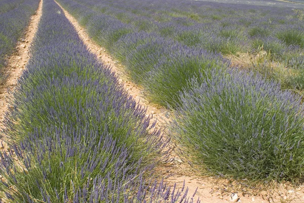 Lavender Field — Stock Photo, Image