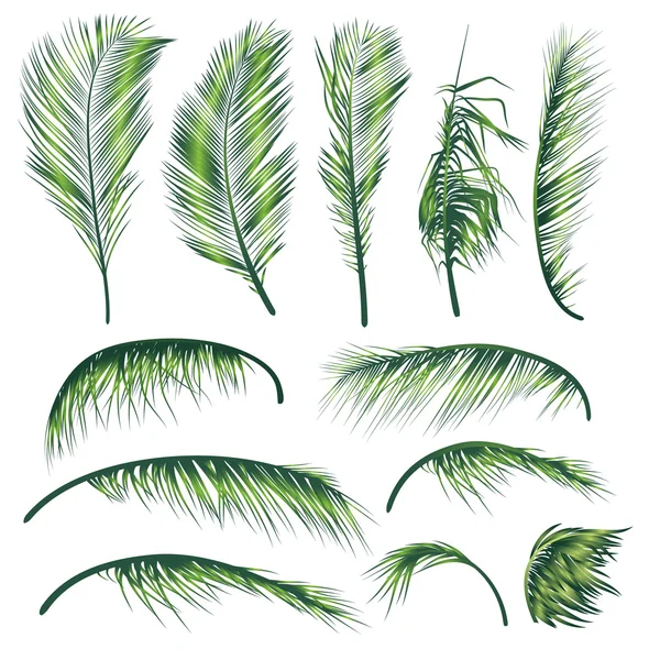 Palmenblätter — Stockvektor