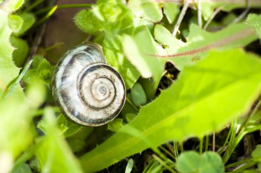 çim Snail.