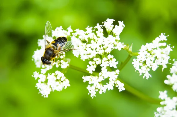 stock image Bee on white flower