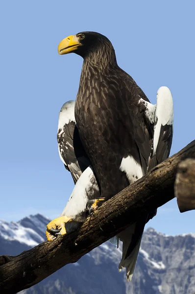 Eagle on branch — Stock Photo, Image
