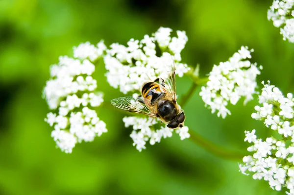 stock image Bee on white flower