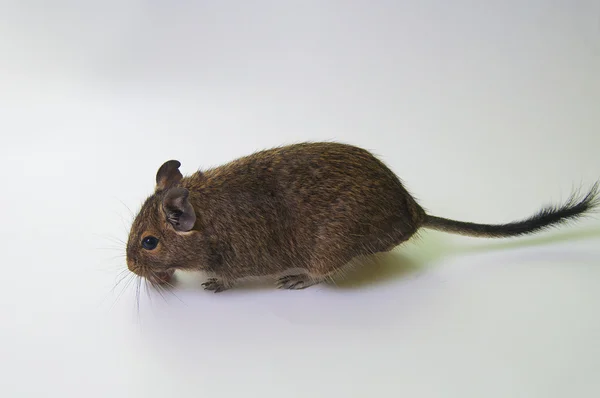 stock image Degu squirrel