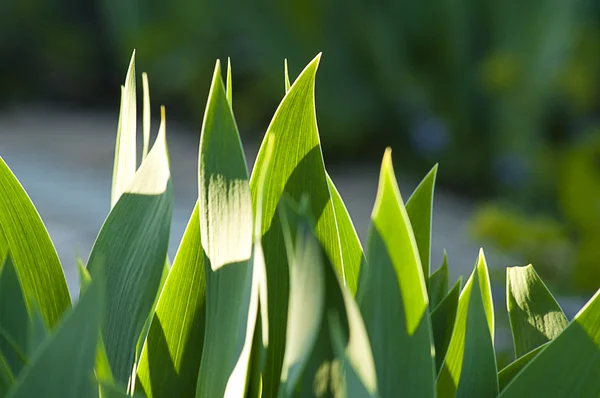 Iris leaves — Stock Photo, Image