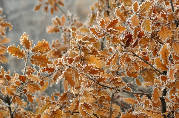 Stock image Oak leaves