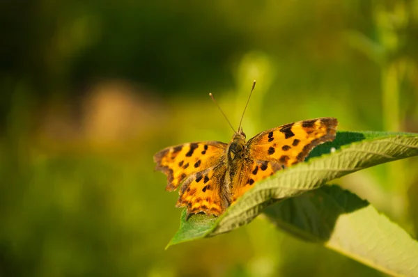 stock image Butterfly