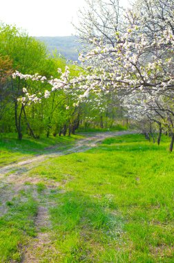 Sakura blossoming