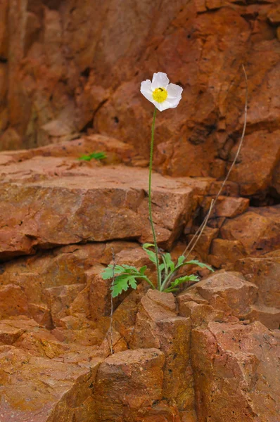 stock image One flower on a rock