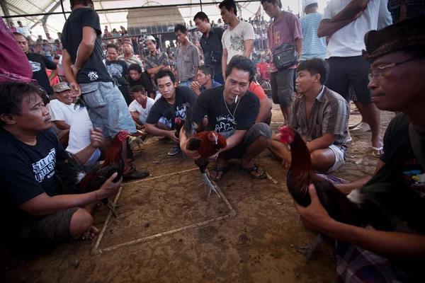Bali dili geleneksel horoz dövüşü yarışma sırasında — Stok fotoğraf