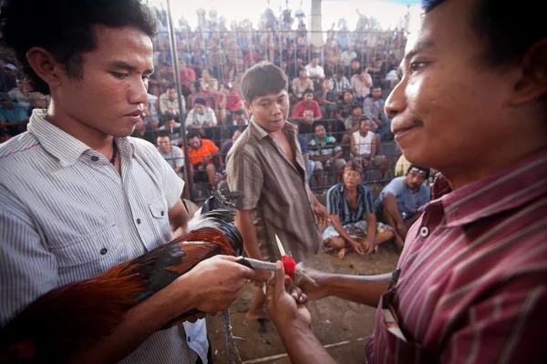 Bali dili geleneksel horoz dövüşü yarışma sırasında — Stok fotoğraf
