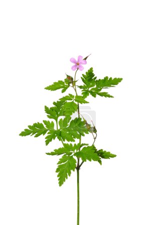 Herb Robert (Geranium robertianum) )