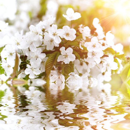 Belles fleurs blanches reflétées dans l'eau 