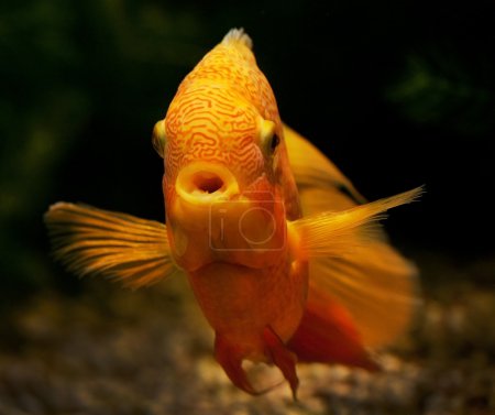 Poisson orange vif sur fond sombre 