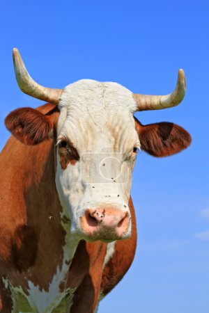 Tête de vache contre le ciel 