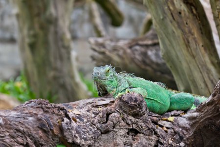 Iguane verte 