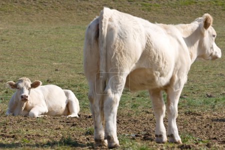 vaches dans la prairie