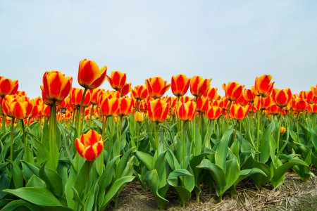 Champ de tulipes 