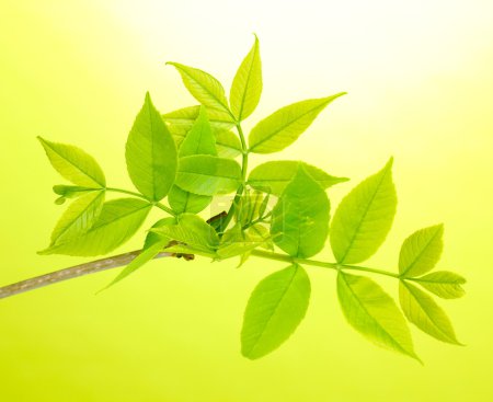 Branche avec feuilles vertes sur fond vert 