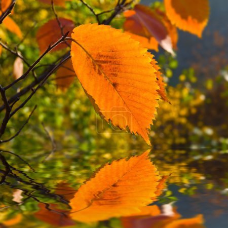 Fleur d'automne rouge reflétée dans une eau 