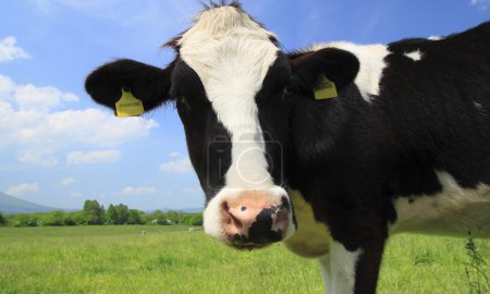 Vache et ciel bleu dans le champ 