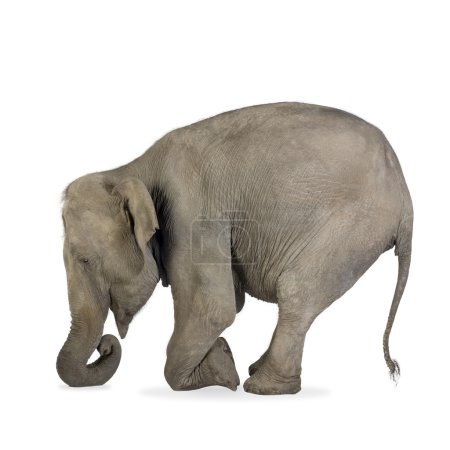 Éléphant d'Asie - Elephas maximus (40 ans )