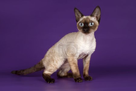 Devon rex sur fond bleu 